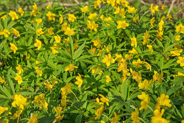 Beautiful poisonous yellow flowers Ranunculus repens in spring day.