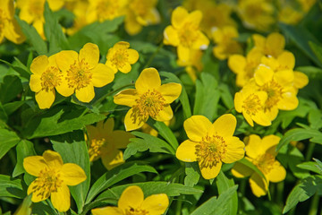 Beautiful poisonous yellow flowers Ranunculus repens in spring day.