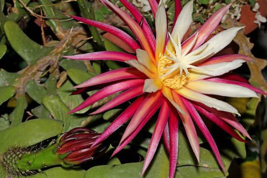 il complicato fiore di una pianta succulenta