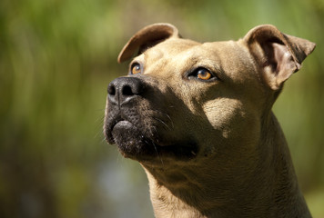 portret van hond, Amerikaanse staffordshireterrier, in de zon - obrazy, fototapety, plakaty