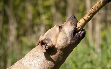 Fototapeten Spelende gezonde blije hond, Amerikaanse staffordshireterrier, rent met stok in bek door het park © monicaclick