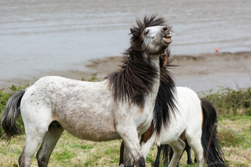Naklejka na ściany i meble Dark mane of grey Dartmoor pony flowing during fight. The native horse breed Devon of, UK, living wild on inhospitable coastal grassland