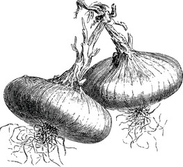 Vintage drawing onion