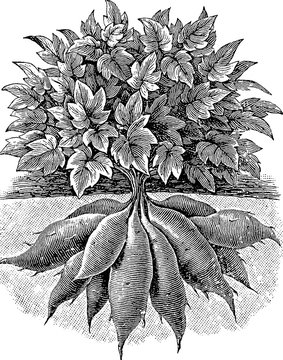 Vintage Drawing Sweet Potato