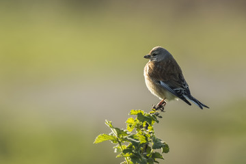 Linnet bird, Carduelis cannabina singing