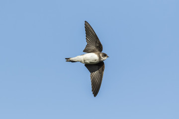 Obraz premium Sand martin, bank swallow in flight