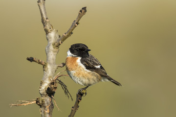 Stonechat, Saxicola rubicola, perching