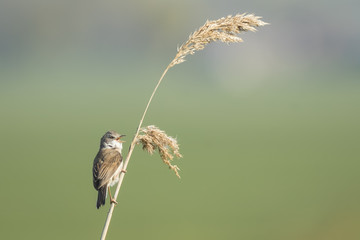 Naklejka premium Whitethroat bird, Sylvia communis, singing