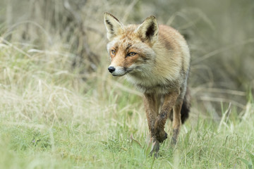 Wild red fox