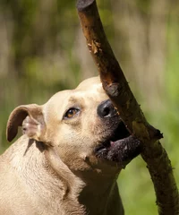 Fototapeten Glücklicher Hund, American Staffordshire Terrier, der mit Stock im Maul durch den Park läuft © monicaclick