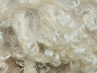 Texture of curly merino wool