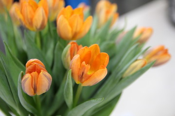 bunch of fresh orange tulip flowers