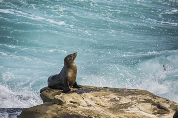 Single arched and wet sea lion sun bathing on a cliff with crashing waves in the background  in La Jolla cove, San Diego, California