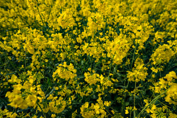 Blooming canola field