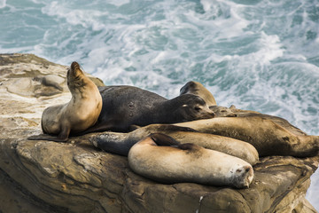 A group of sleeping sea lions on a cliff by the ocean with one arching its back during sunset  in La Jolla cove