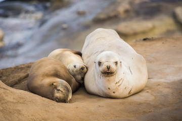 Naklejka premium Family of three light, small sea lions sleeping in the sun on a rocky beach in San Diego, California in La Jolla cove
