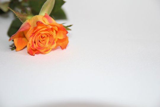 roses bouquet with free space for text
