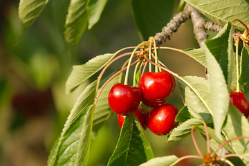 Cherry fruit closeup