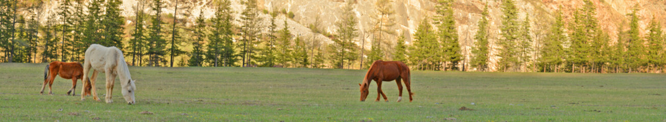 horses grazing in alpine meadows