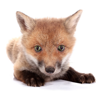 Little Fox Cub