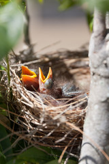 2 Baby Noisy Miner Birds squawking for food in a nest