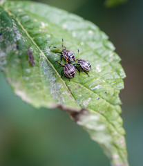 Three little bugs go marching on a leaf
