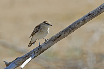 White-winged Triller (Lalage tricolor) Bendigo, Victoria, Australia