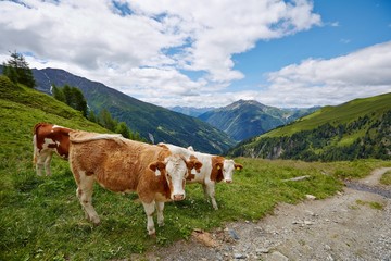 Fototapeta na wymiar Cows grazing on the hillside