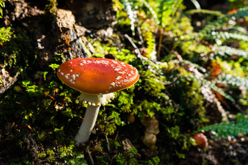 Amanita muscaria, poisonous mushroom