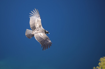 Condor Andino sobrevolando la Cordillera de los Andes, Patagonia, Argentina, Sudamérica 