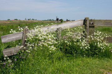 Holland countryside with old fence and wildflowers