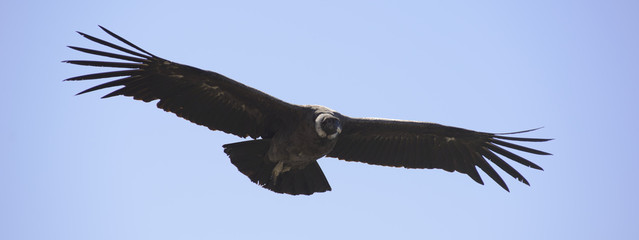 Condor Andino sobrevolando la Cordillera de los Andes, Patagonia, Argentina, Sudamérica 