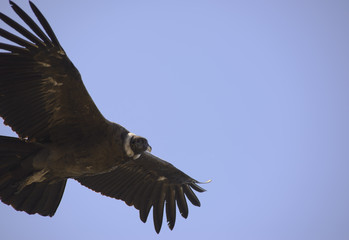 Fototapeta premium Condor Andino sobrevolando la Cordillera de los Andes, Patagonia, Argentina, Sudamérica 