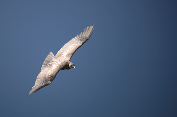 Condor Andino sobrevolando la Cordillera de los Andes, Patagonia, Argentina, Sudamérica 