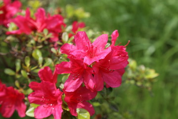 ツツジ / 雨上がりのツツジを撮影しました。