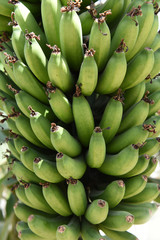 Green banana