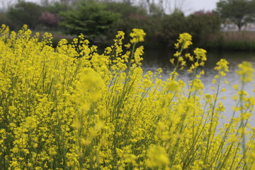 大沼公園の菜の花 / 栃木県の大沼公園にて菜の花を撮影しました。