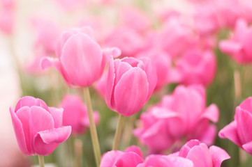 Pink tulips background