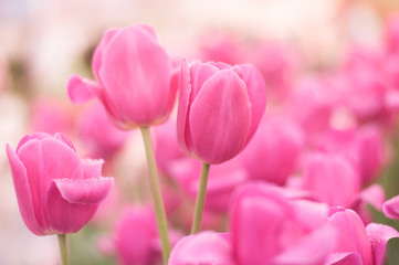 Pink tulips background