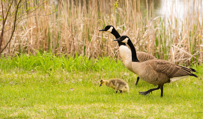 Goose Parents Stands By Offspring Coming Ashore to Rest
