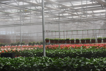 Fototapeta premium Red flowers in greenhouse