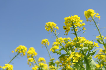 Obraz premium field mustard flowers and blue sky