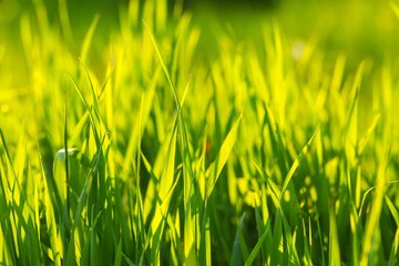 Beautiful green grass background