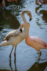 Two Flamingo in Houston zoo