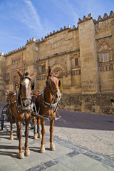 Naklejka na ściany i meble Horses and cart, Córdoba, Andalusia, Spain