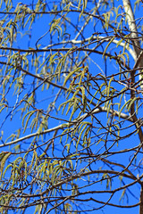 Common aspen or trembling poplar ( Populus tremula)