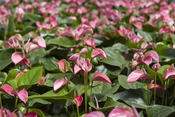 Anthurium exotic flower with leaves background.