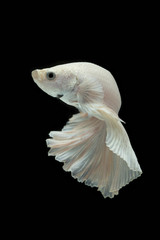 white Fighting fish isolated on a black background.