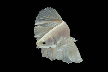 white Fighting fish isolated on a black background.