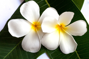 Plumeria flower with nature background to create a beautiful